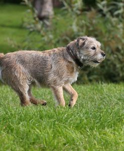 Border Terrier 10