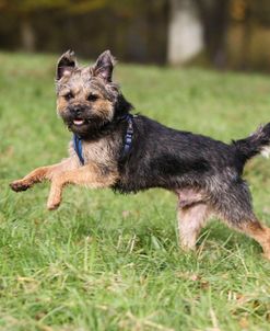 Border Terrier 11