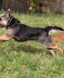 Border Terrier 12