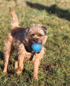 Border Terrier 03