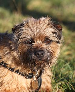 Border Terrier 04