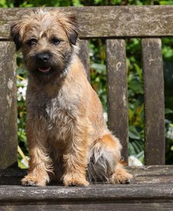 Border Terrier 05