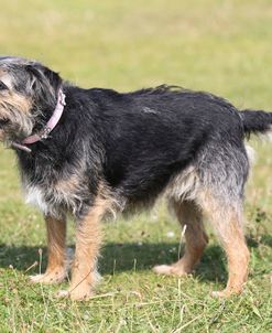 Border Terrier 06