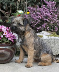 Border Terrier 17