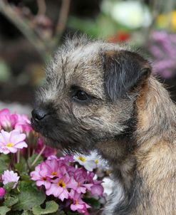 Border Terrier 18