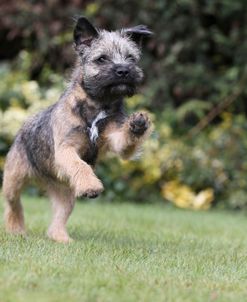 Border Terrier 19