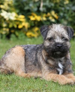 Border Terrier 20