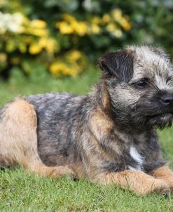 Border Terrier 21