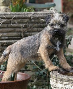 Border Terrier 22