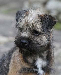 Border Terrier 13