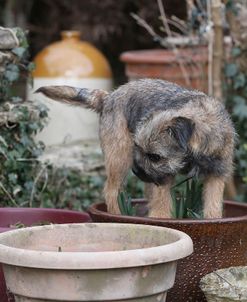 Border Terrier 14