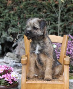 Border Terrier 15