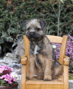 Border Terrier 16