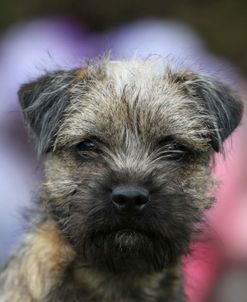 Border Terrier 27