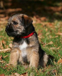 Border Terrier 28