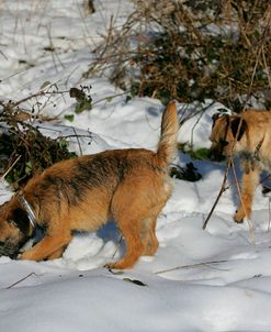 Border Terrier 29