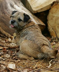 Border Terrier 30