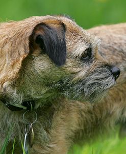 Border Terrier 31