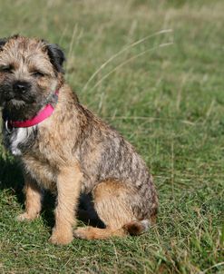 Border Terrier 32