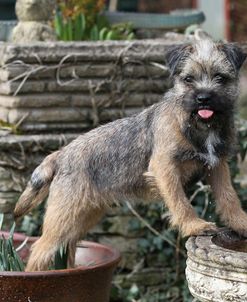 Border Terrier 23