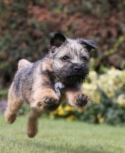 Border Terrier 24