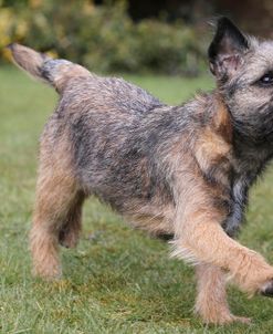 Border Terrier 25