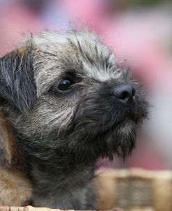 Border Terrier 26