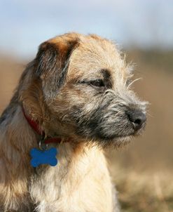 Border Terrier 37