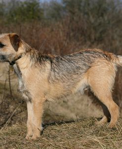 Border Terrier 38