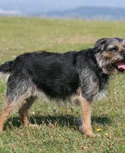 Border Terrier 39