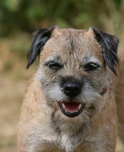 Border Terrier 40