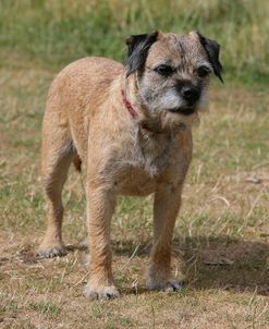 Border Terrier 41