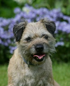 Border Terrier 42