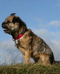 Border Terrier 33