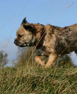 Border Terrier 34