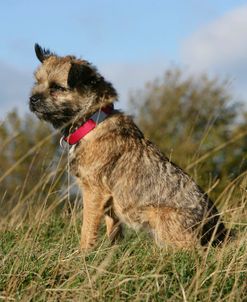 Border Terrier 35