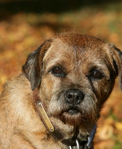 Border Terrier 36