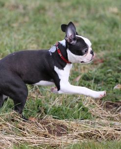 Boston Terrier 01