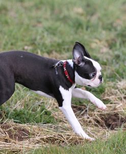 Boston Terrier 02