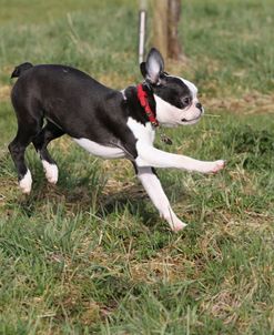 Boston Terrier 03