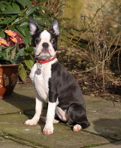 Boston Terrier 04