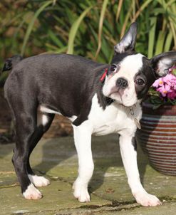 Boston Terrier 05