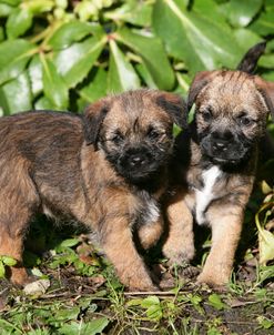 Border Terrier 43