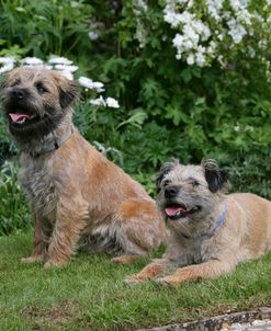 Border Terrier 44