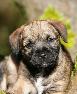 Border Terrier 45