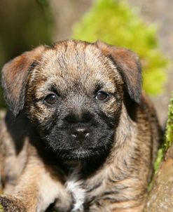 Border Terrier 46