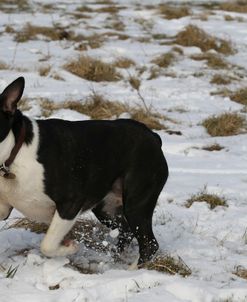 Boston Terrier 10