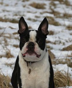 Boston Terrier 11