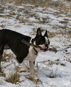 Boston Terrier 12