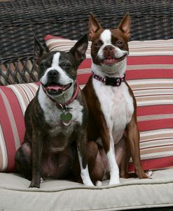 Boston Terrier 13